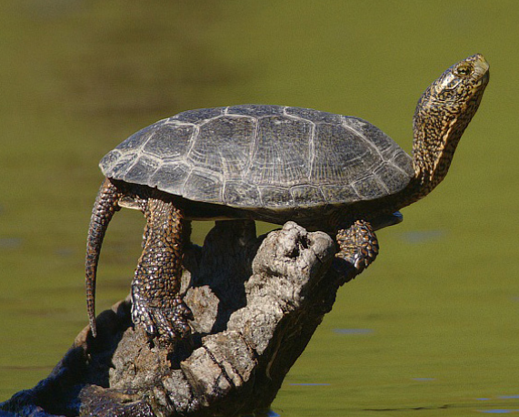 Northwestern Pond Turtle